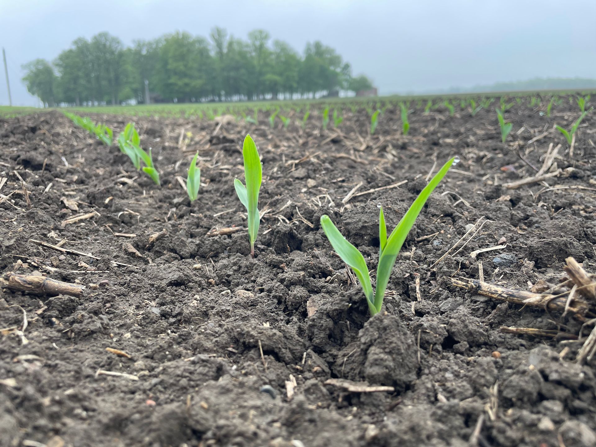 Young corn emerging from soil
