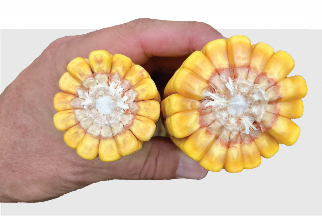 Late season fungicide application helps develop additional corn kernels.