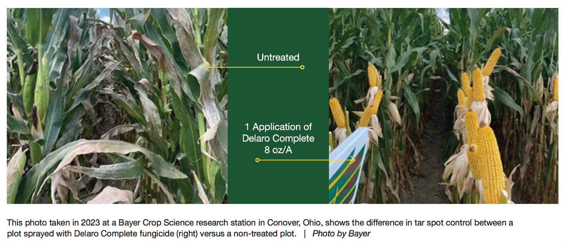 Comparison of corn crops: untreated (left) vs. treated with 1 application of Delaro Complete