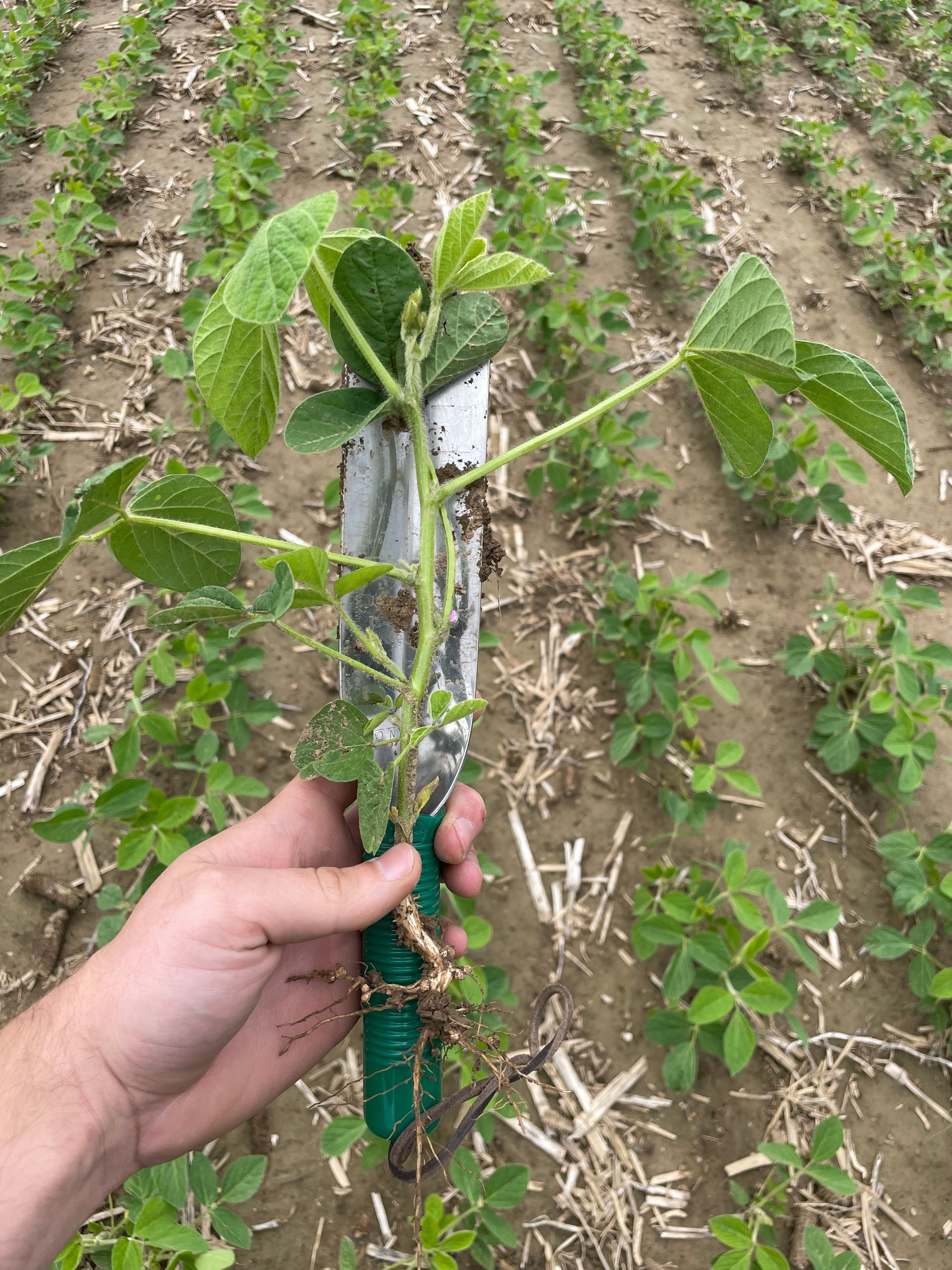 Digging soybean plant