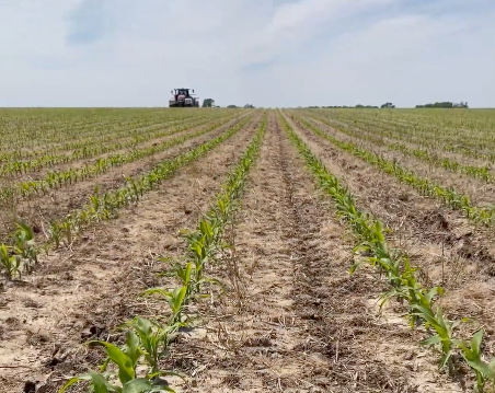 Rows of young corn plants in a field
