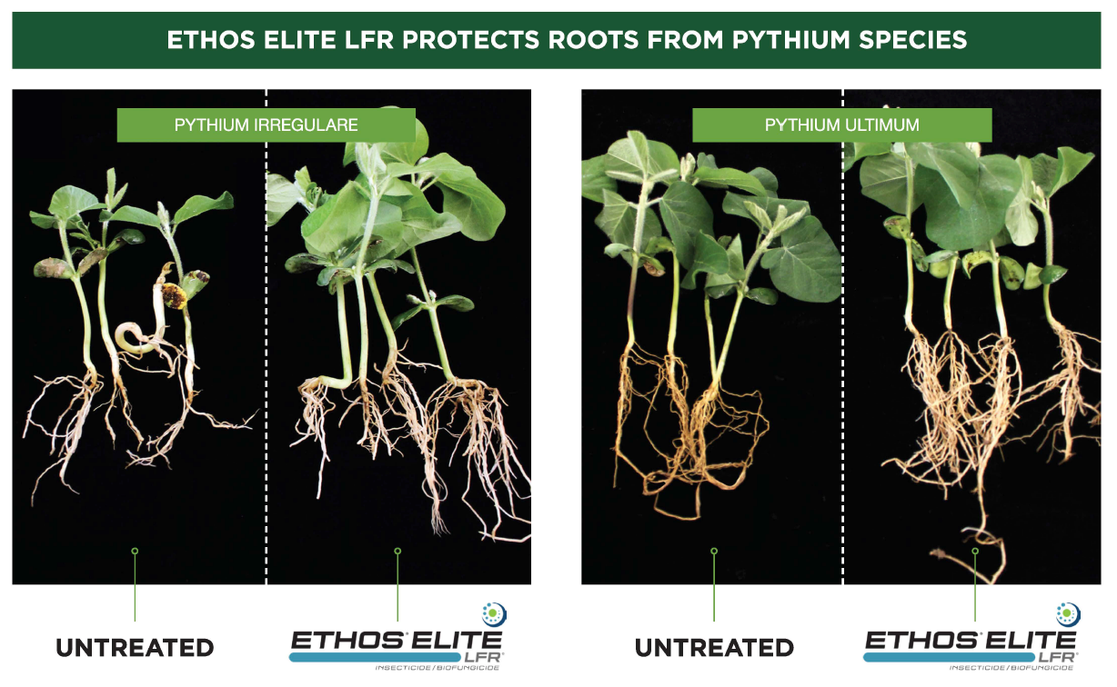 Comparison of soybean plants, untreated and treated with Ethos Elite, showing root protection from Pythium species.