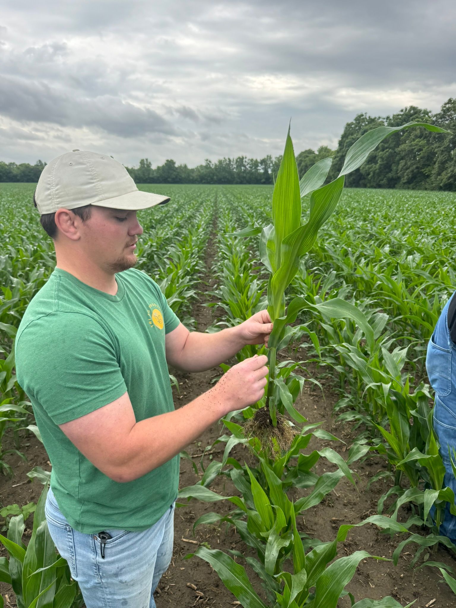 Examining corn stalks