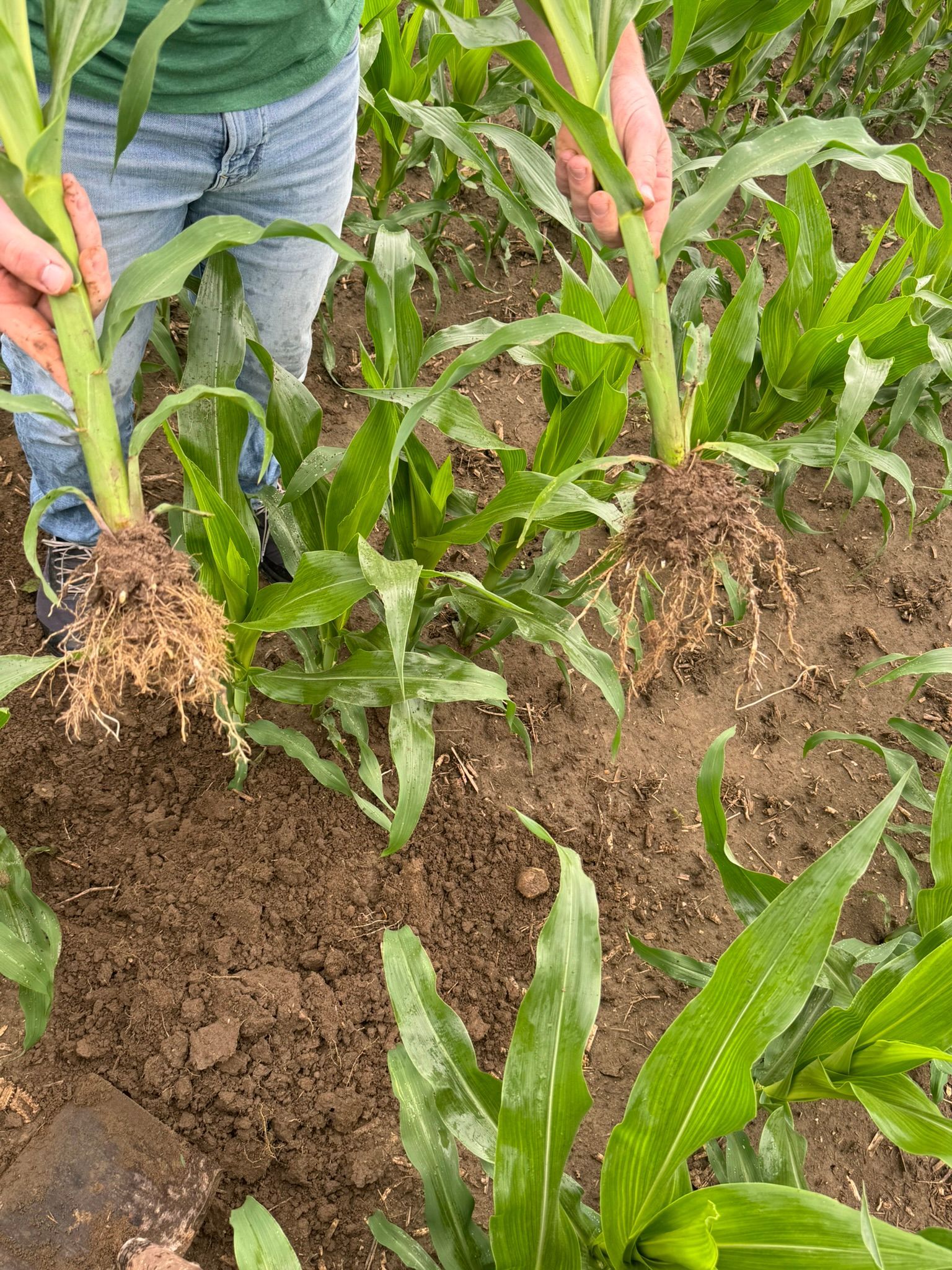Corn stalks with exposed root systems in a field.
