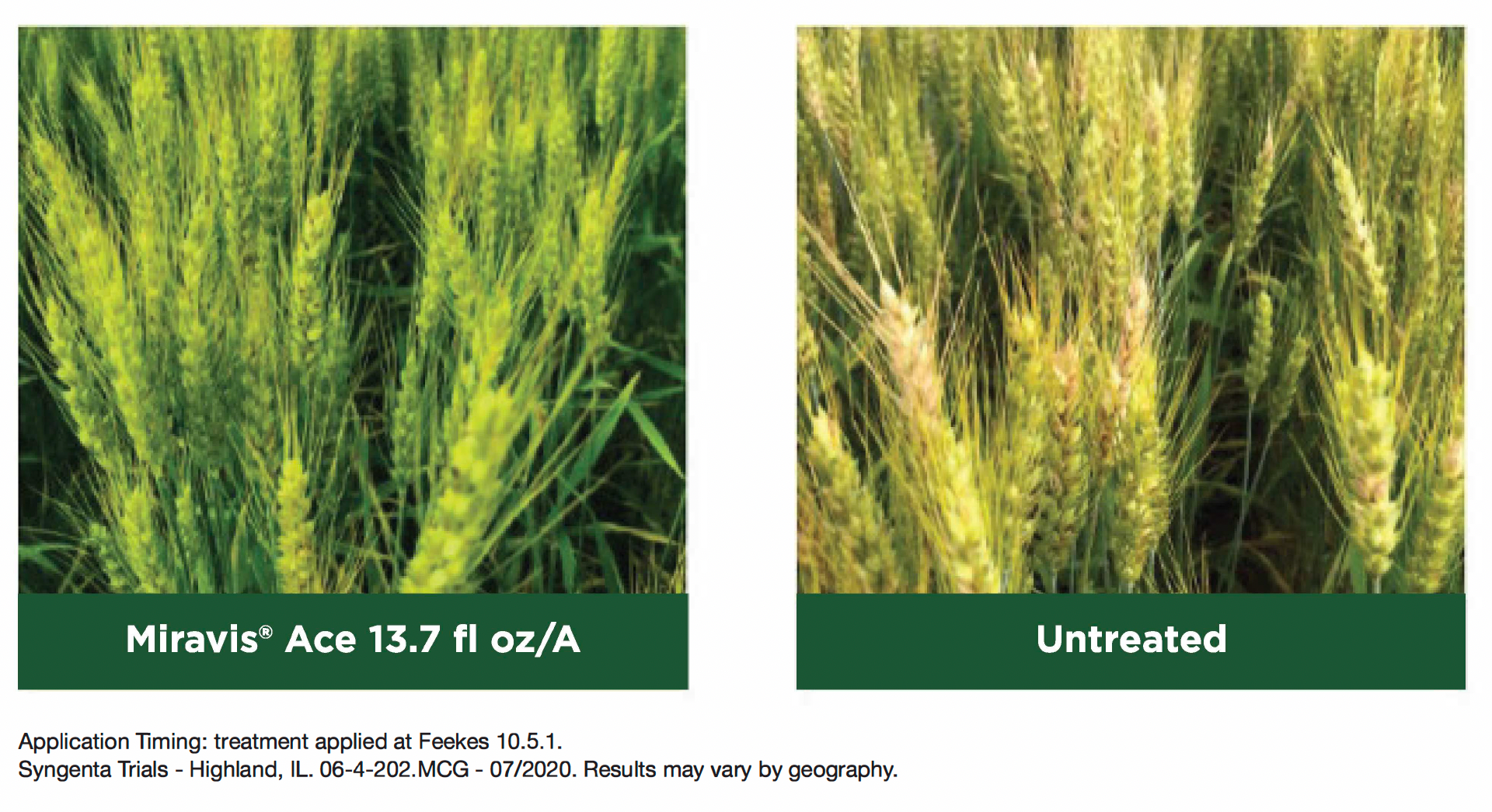Wheat field comparison: left treated with Miravis Ace, right untreated