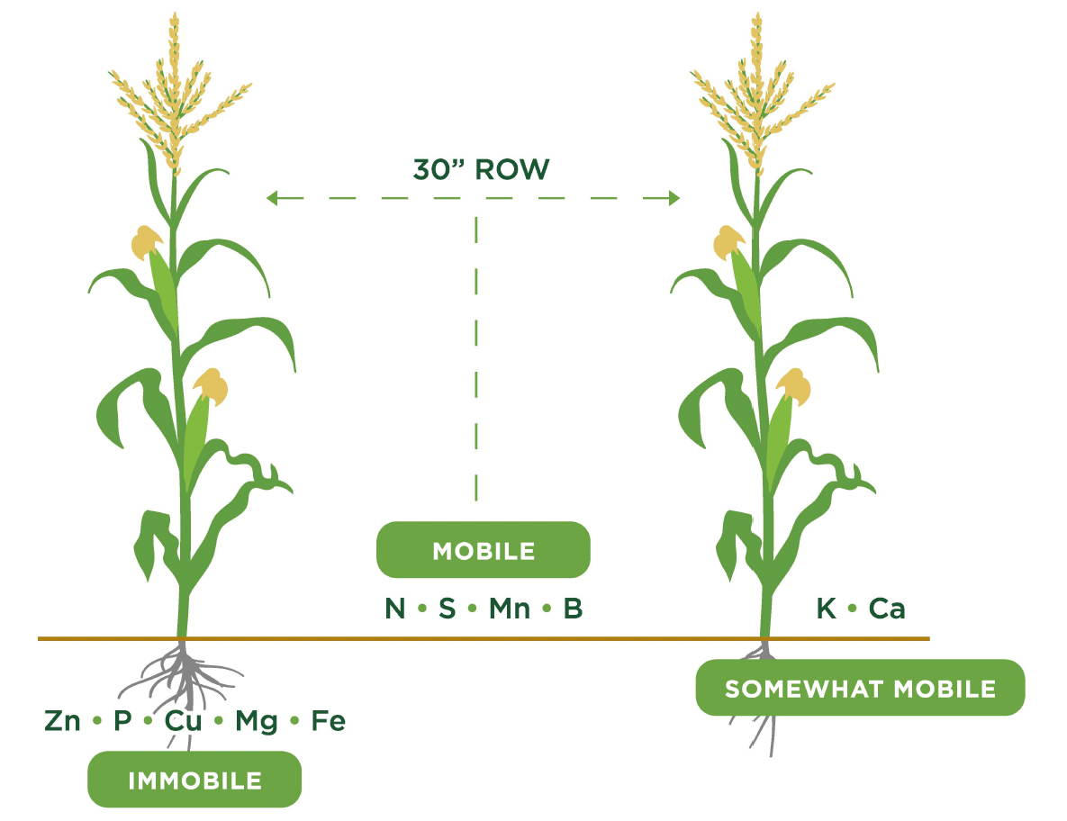 Diagram of corn plants illustrating nutrient mobility, showing mobile, somewhat mobile, and immobile nutrients.