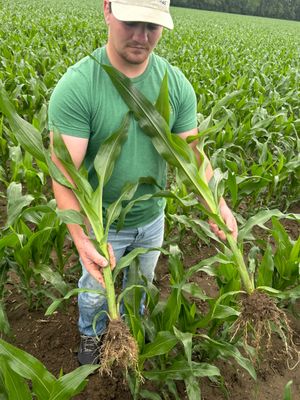 Looking at corn plants