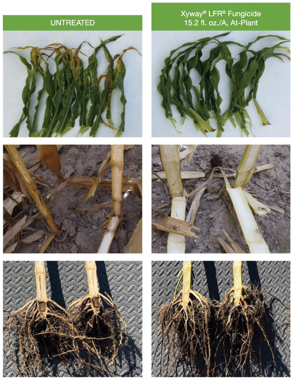 Comparison of untreated and fungicide-treated corn plants
