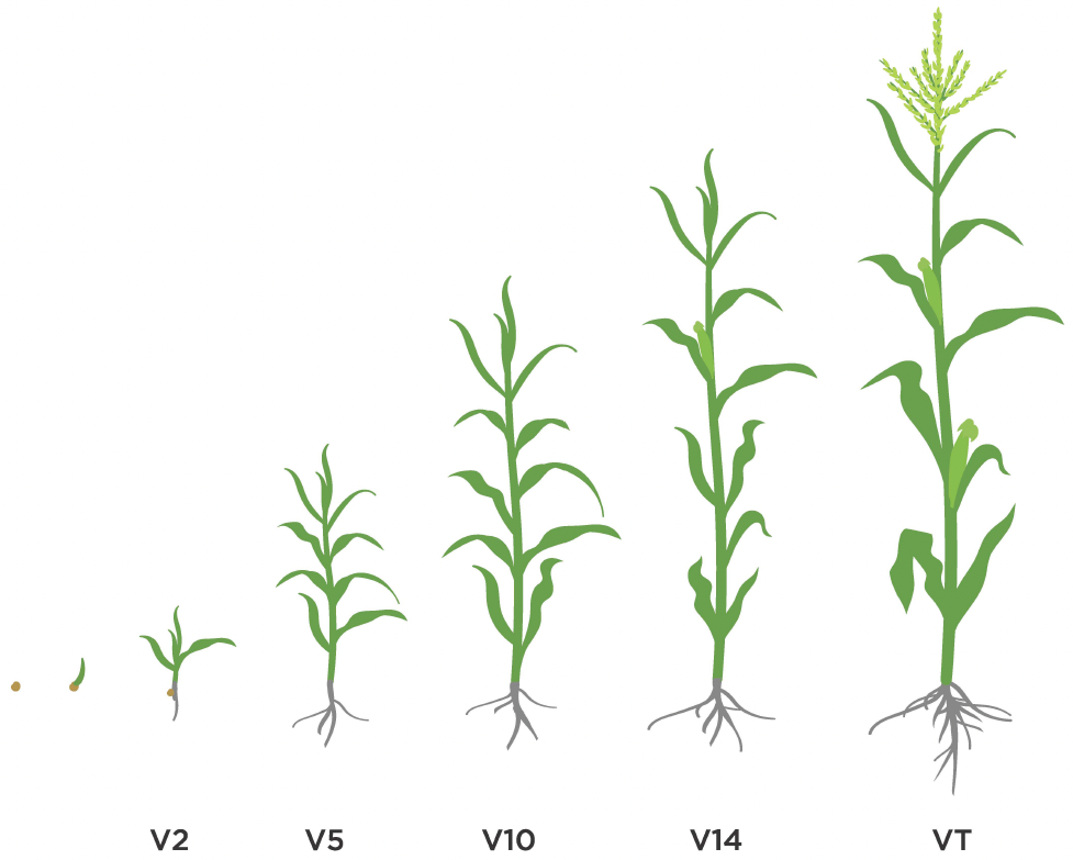 Corn plant growth stages