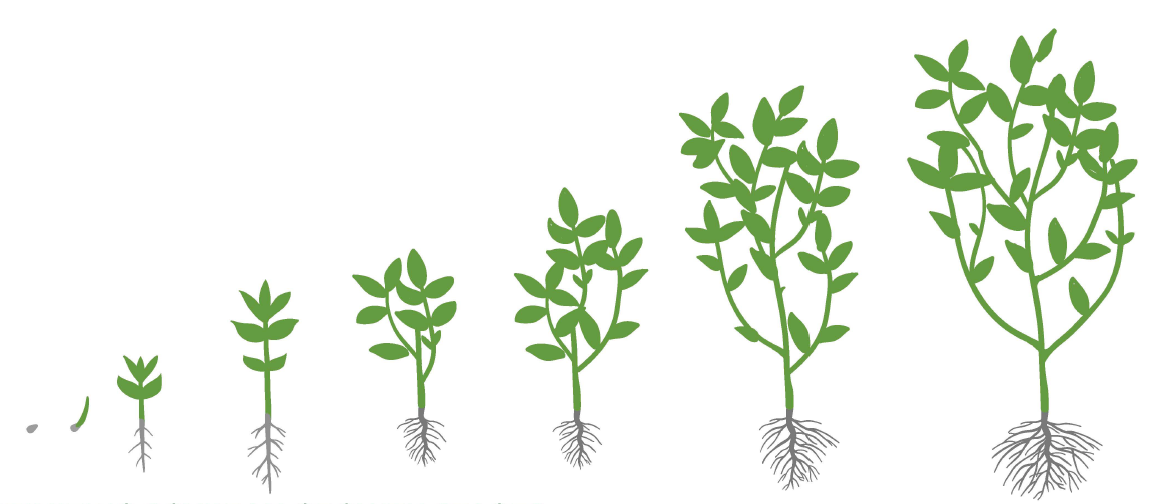 Stages of soybean growth, from seed to mature plant