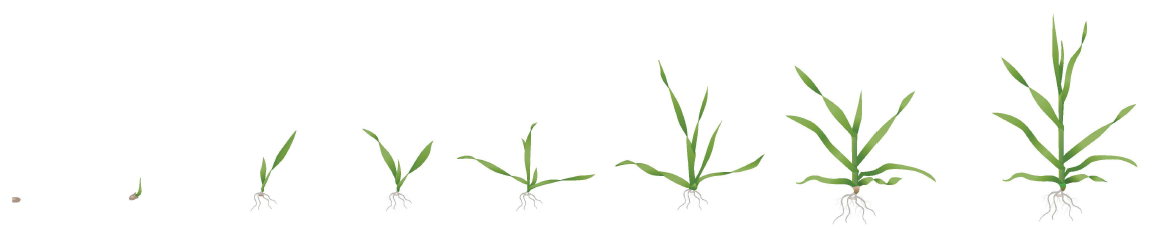 Early stages of wheat growth