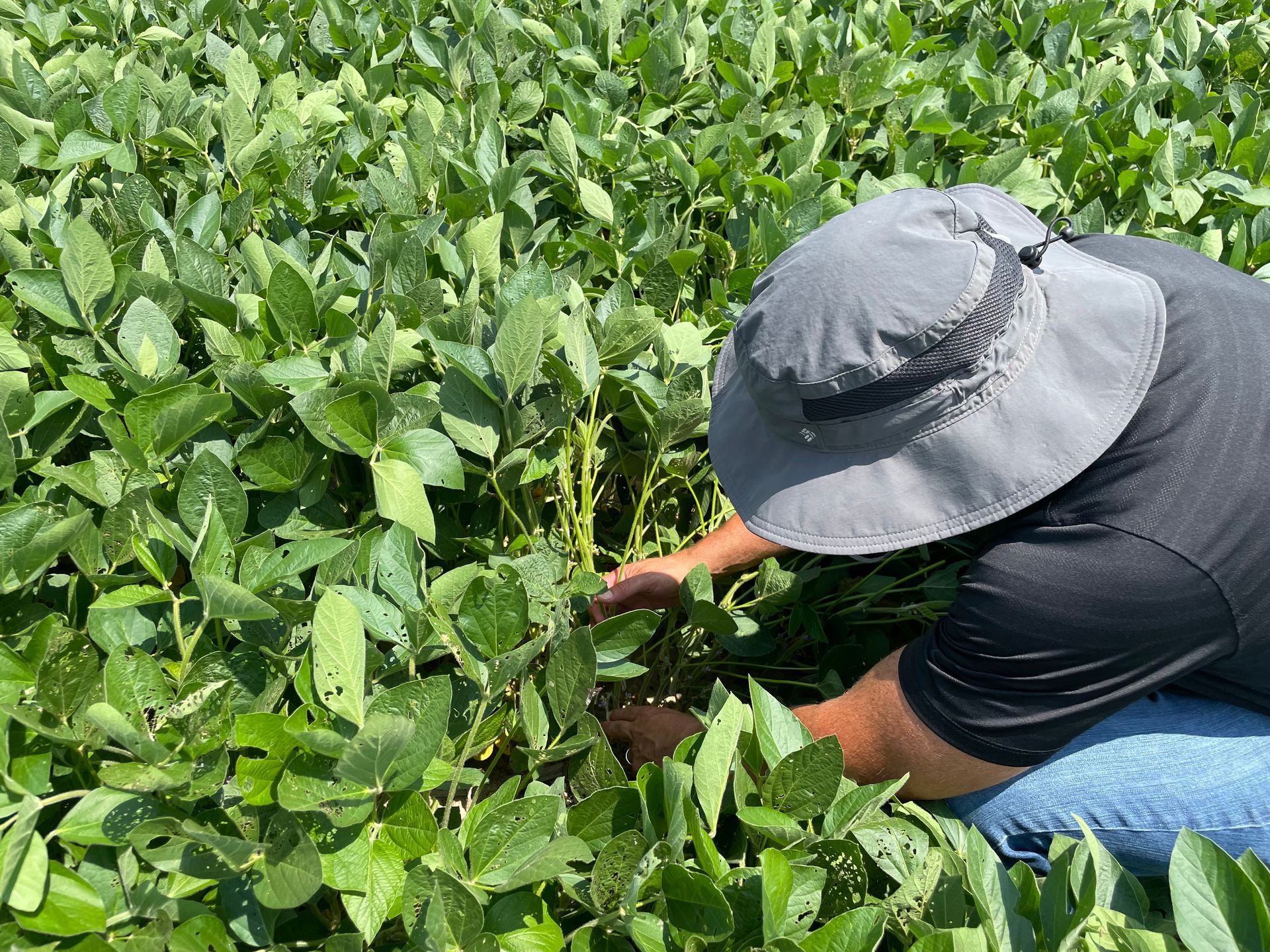 Ryan McAllister, President of Yield Innovations with a soybean farmer