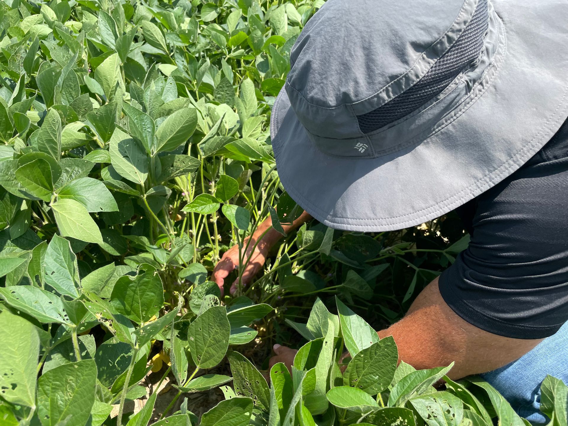 Inspecting soybean plants in a field