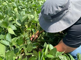 Inspecting soybean plants in a field