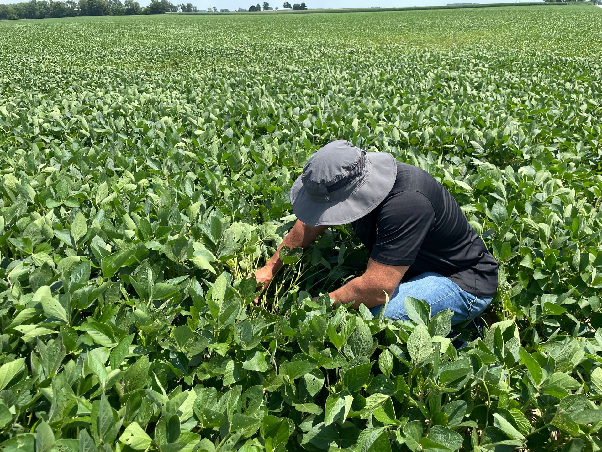 Examining soybean plants in a field