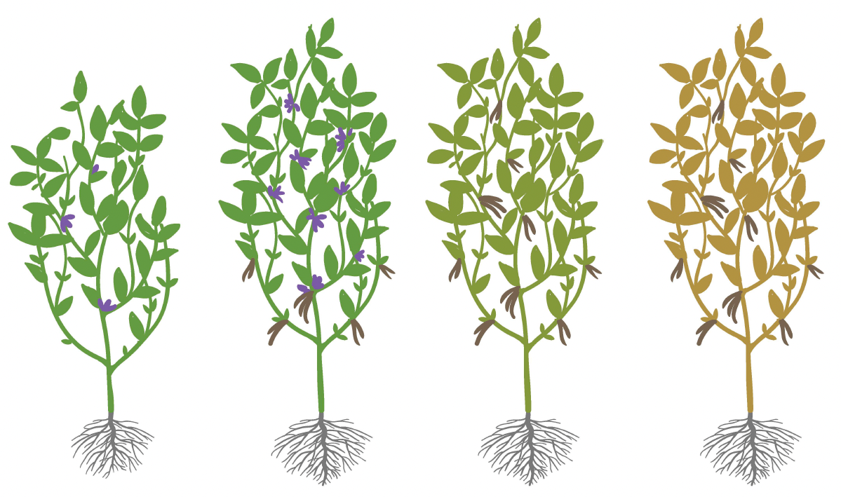 Late stages of soybean growth