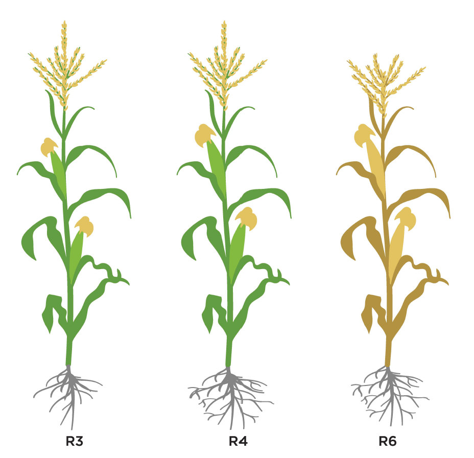 Late corn growth stages