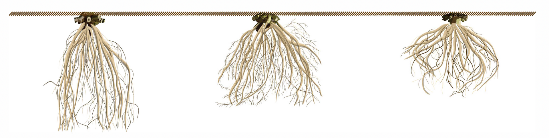 Root Anatomy