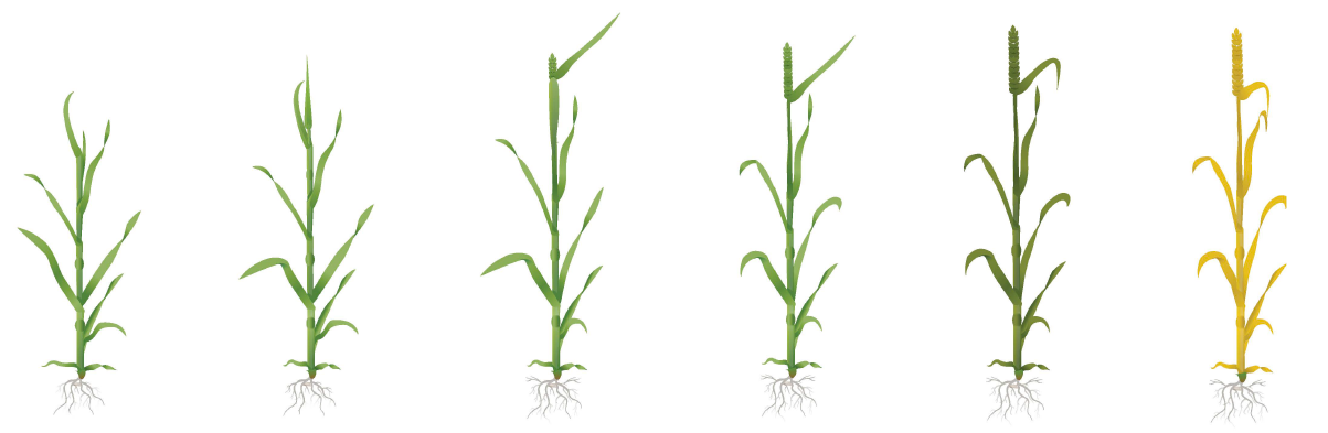 Late stages of wheat growth