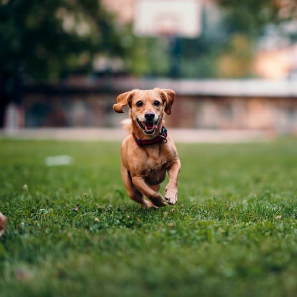 A happy, light-brown dog with floppy ears runs toward the camera across a lush green grassy park.