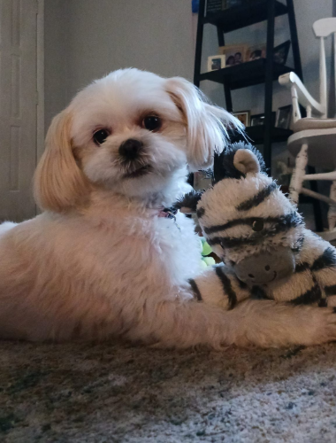 White dog with soft fur and floppy ears, cuddling a zebra stuffed animal.