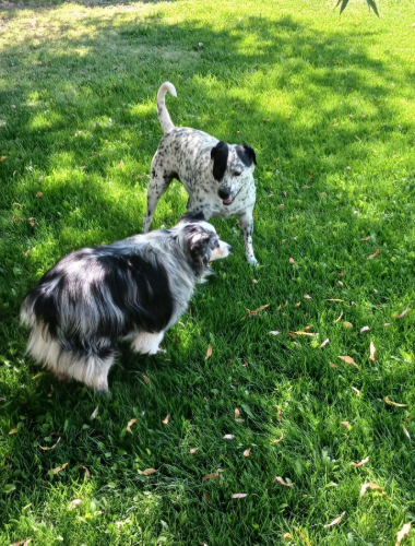 Two dogs in a grassy yard: one spotted, one with blue-merle fur, interacting.
