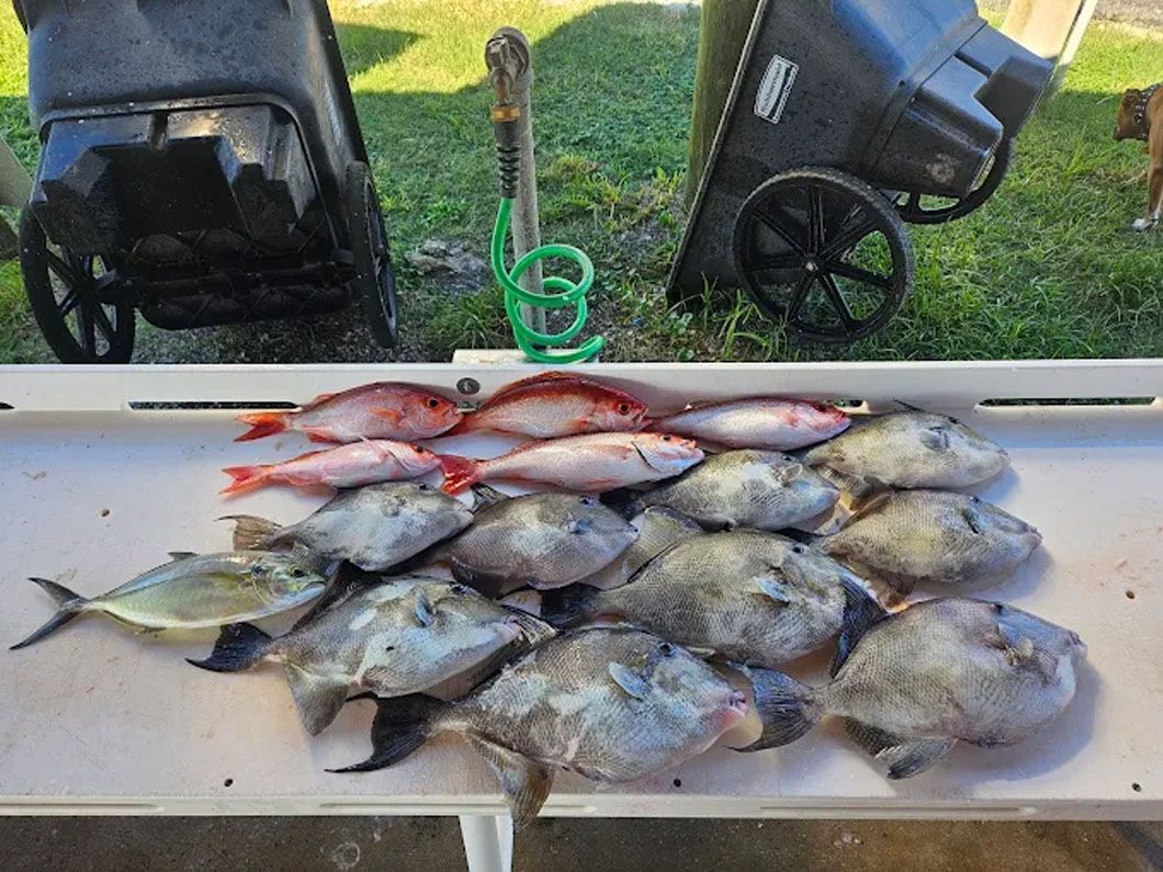 A bunch of fish are sitting on top of a table.