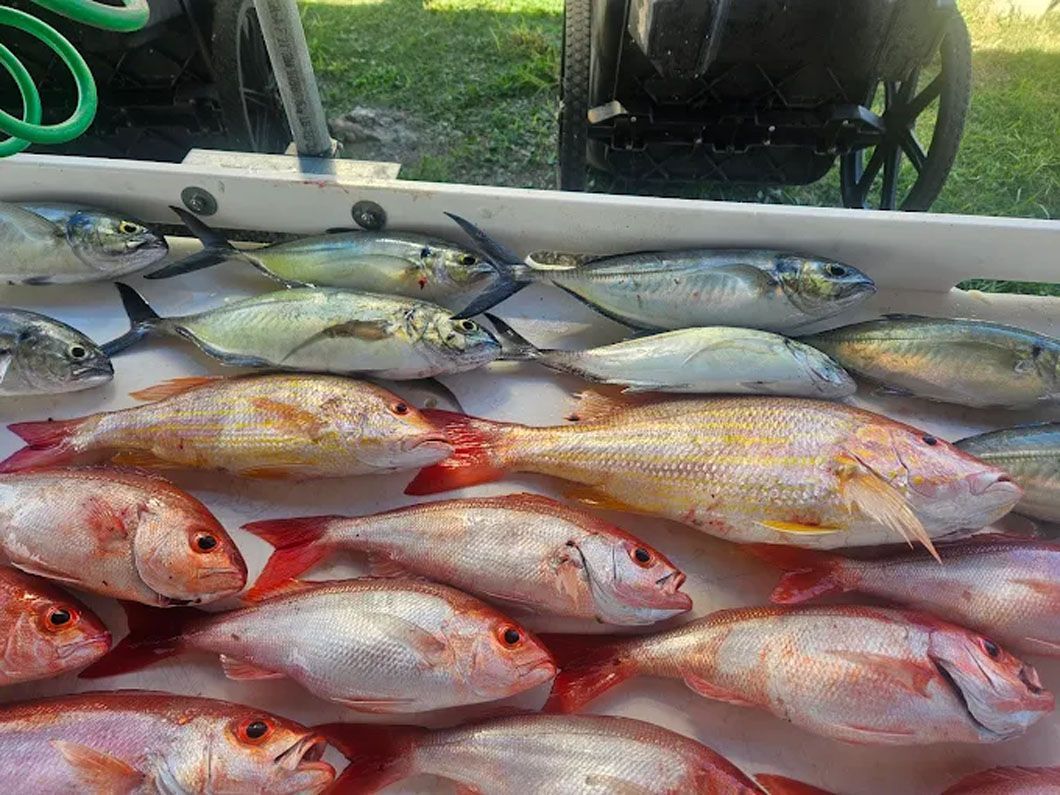 A bunch of fish are sitting on top of a table.