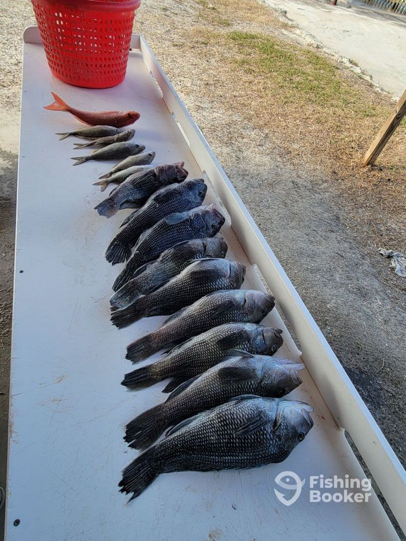 A bunch of fish are lined up on a table.