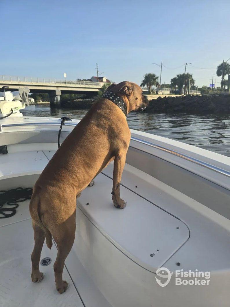 A dog is standing on the back of a boat looking at the water.