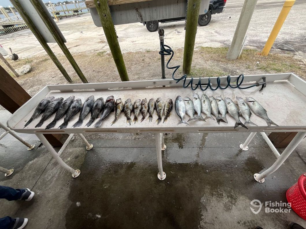 A table with a bunch of fish on it.