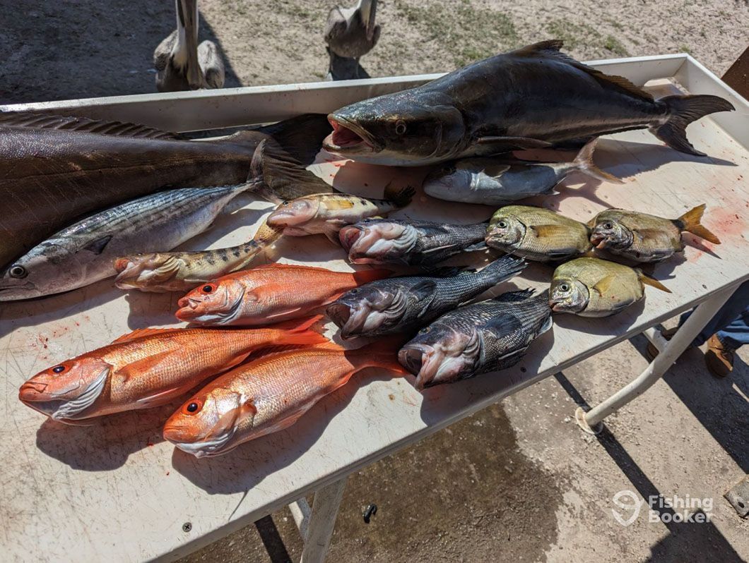 A bunch of fish are sitting on top of a table.