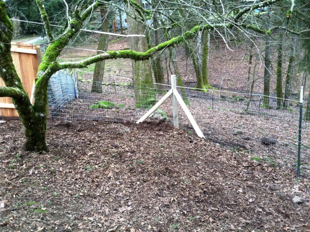 A backyard with a tree covered in moss, fallen leaves, and wooden fence.