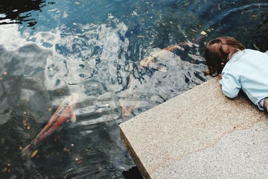 A little girl is looking at fish in a pond.