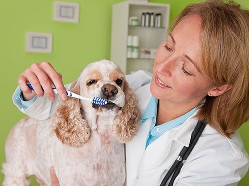 A veterinarian in a white coat brushes the teeth of a light-colored dog in a clinic.
