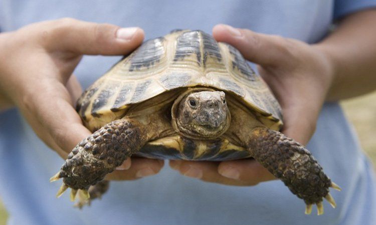 A person holds a small tortoise with a patterned, rounded shell and textured legs in their hands.