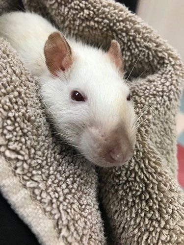 A light-colored rat with dark eyes and a tan nose resting comfortably wrapped in a soft, brown towel.