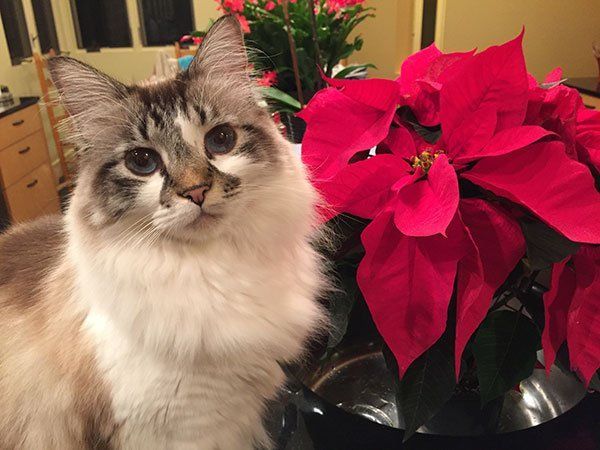 A fluffy long-haired cat sits next to a vibrant red poinsettia plant in a home setting.