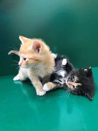 Two small kittens playing on a smooth green surface; one is ginger, the other is black with white and orange markings.