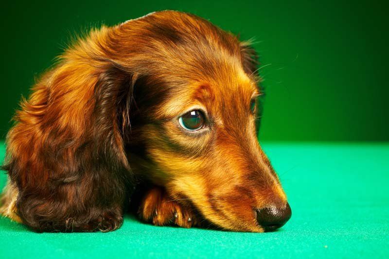 A long-haired, reddish-brown dachshund puppy with a gentle expression resting its head on its paws against a green backdrop.