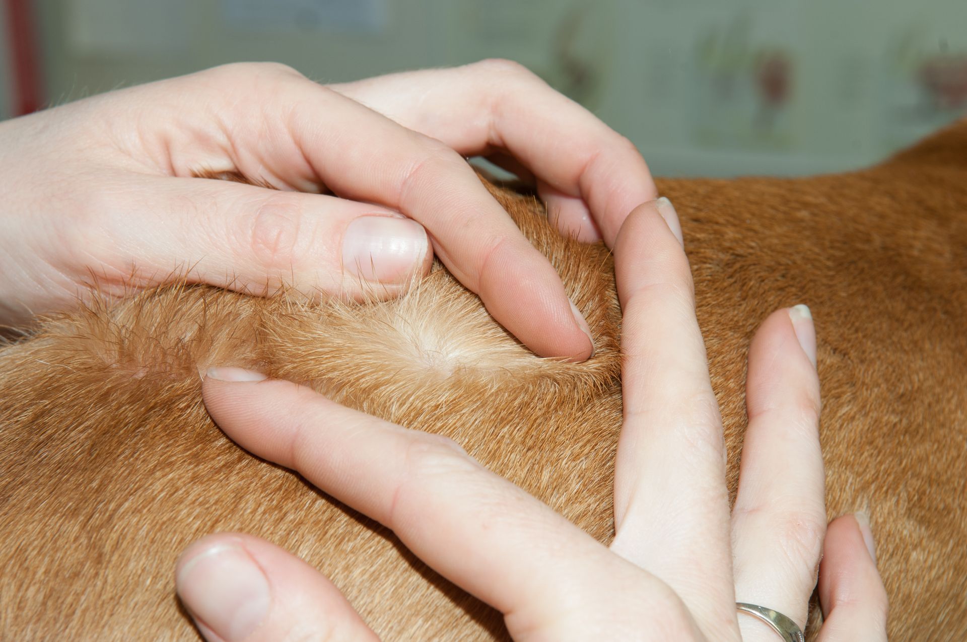 Hands gently petting a tan furry animal.