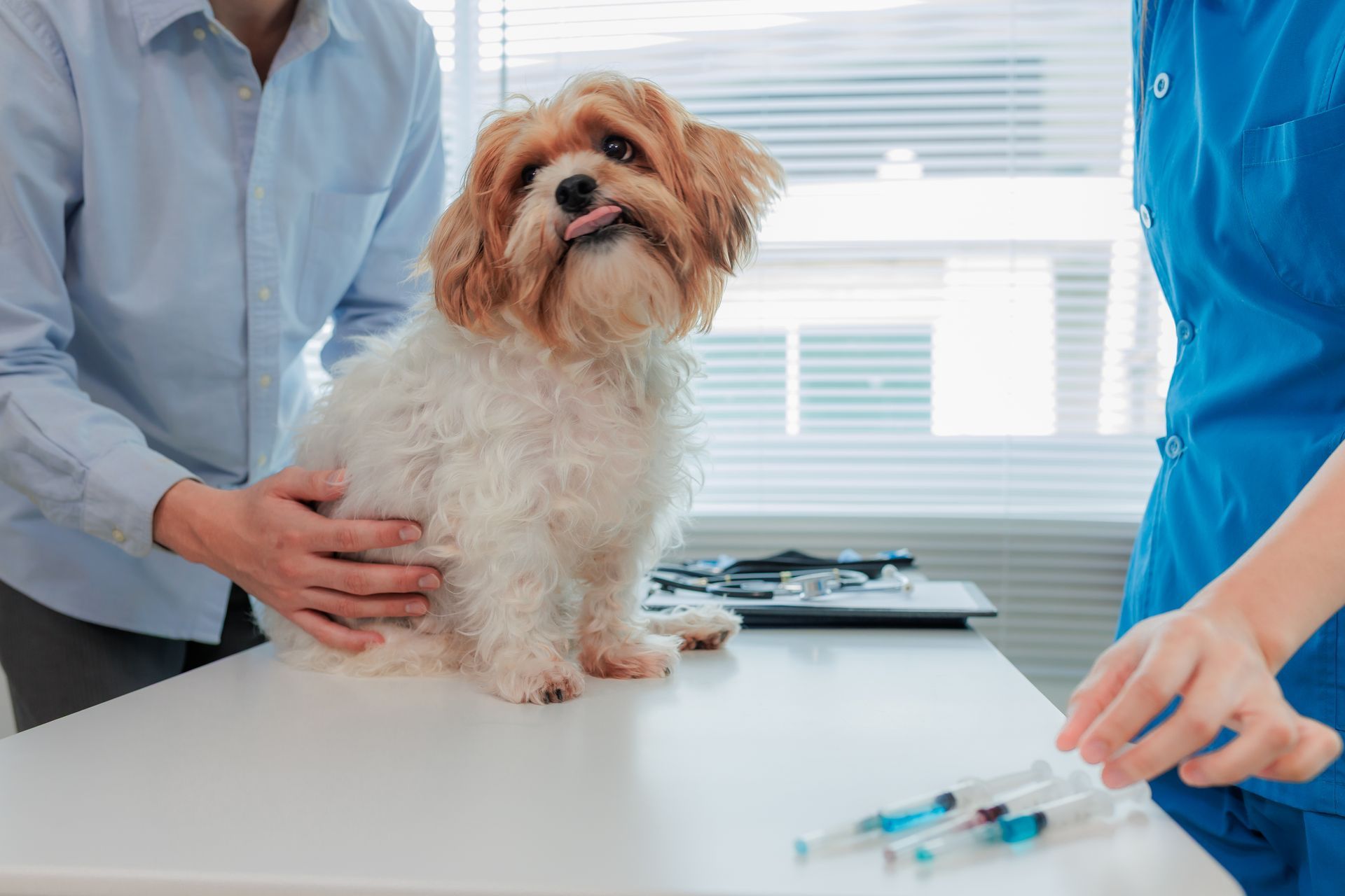A small, fluffy dog sits on a vet clinic table while a person holds it and another prepares a syringe.
