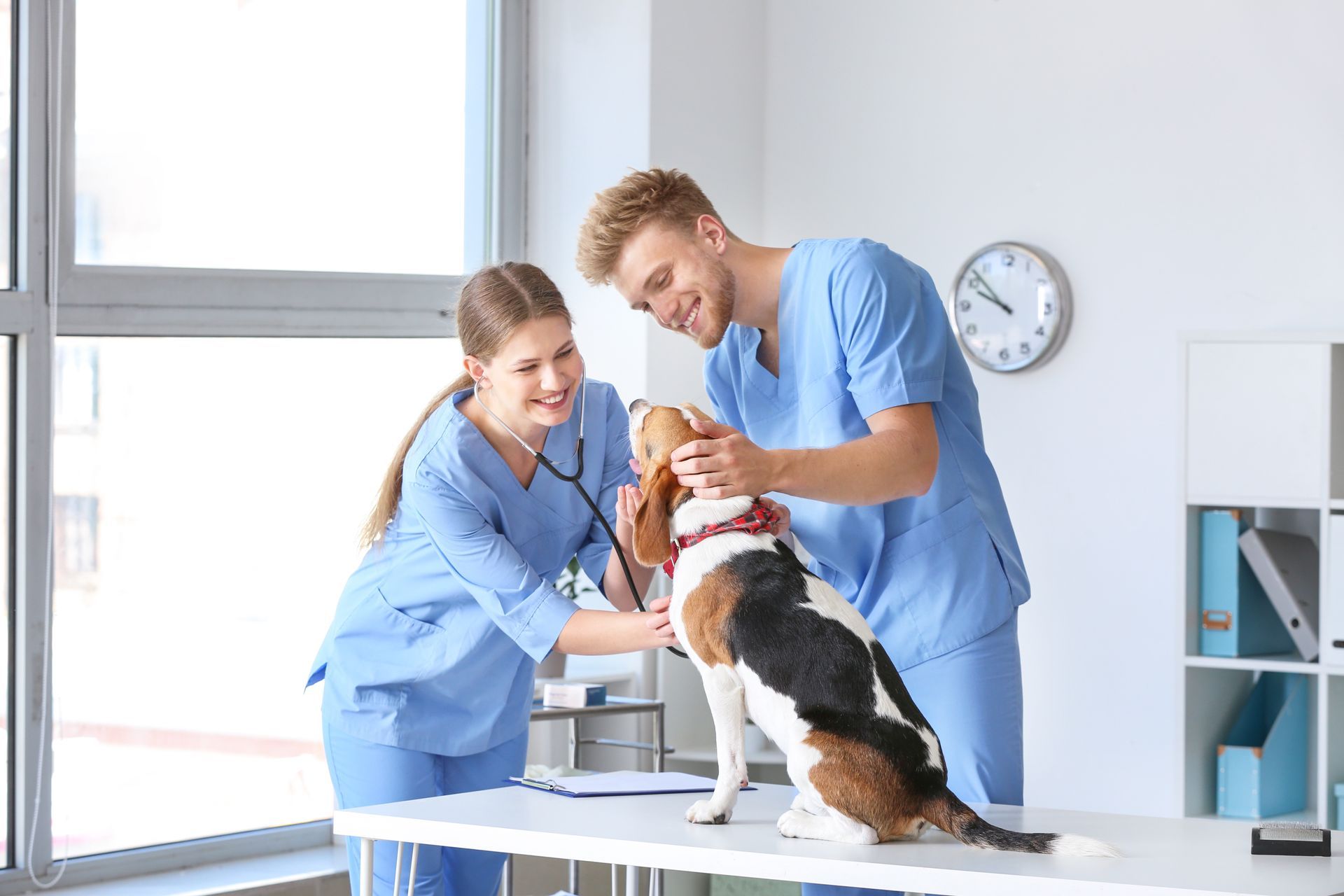 Two veterinarians in blue scrubs examine a beagle on a white exam table in a brightly lit clinic.