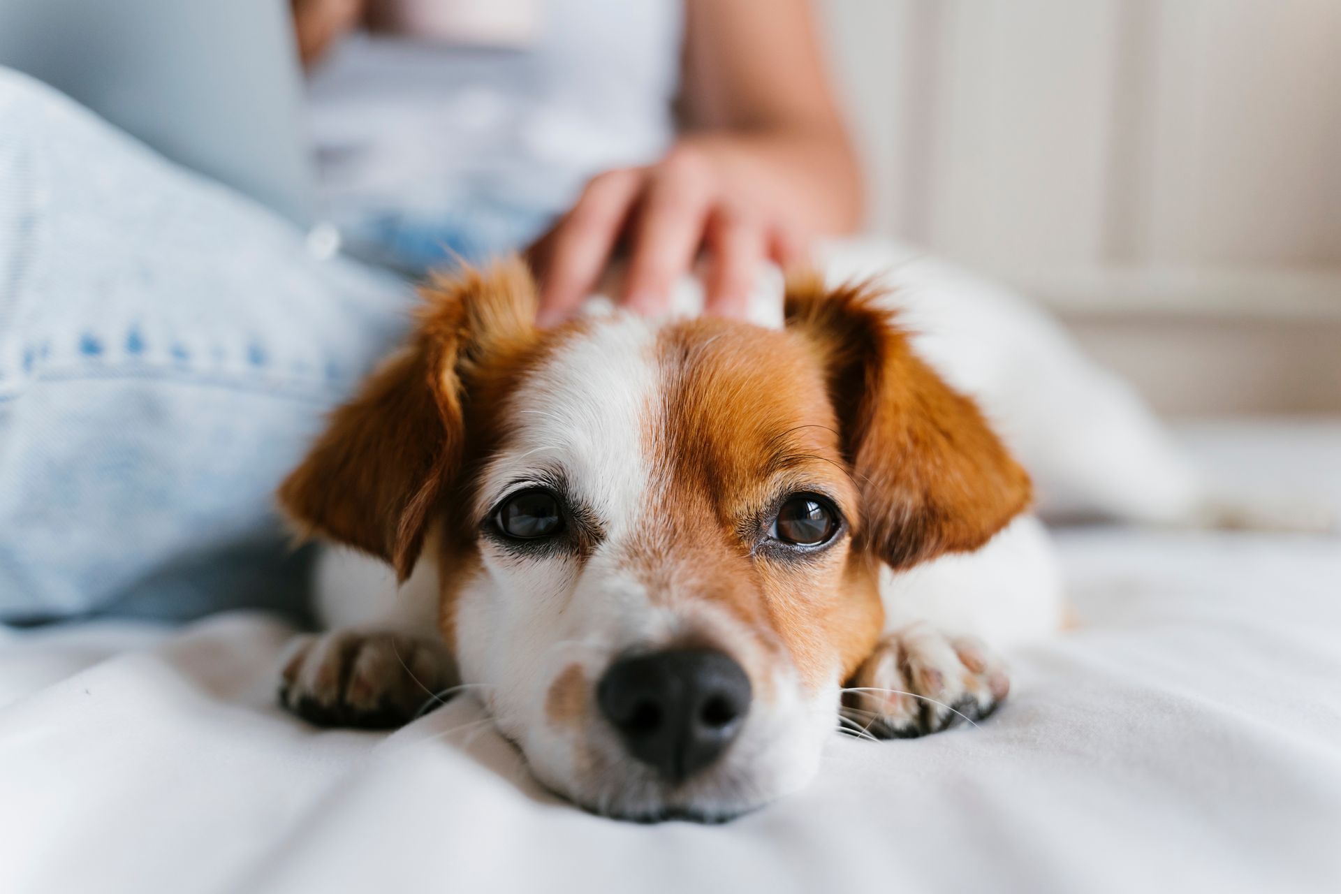 Small brown-and-white dog lying on a bed while a hand gently pets its head