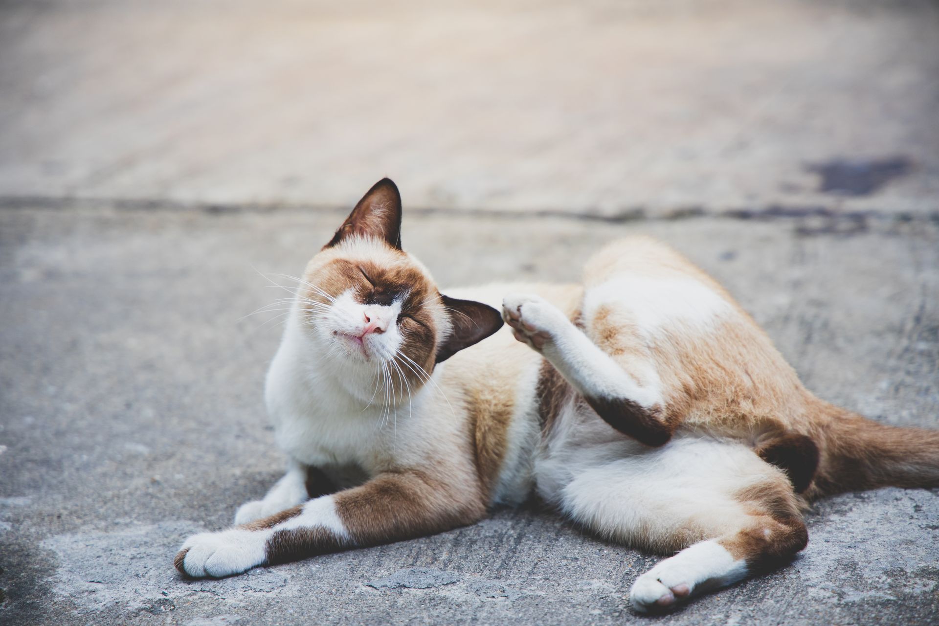 White and brown cat lying on a concrete surface, playfully scratching its ear.