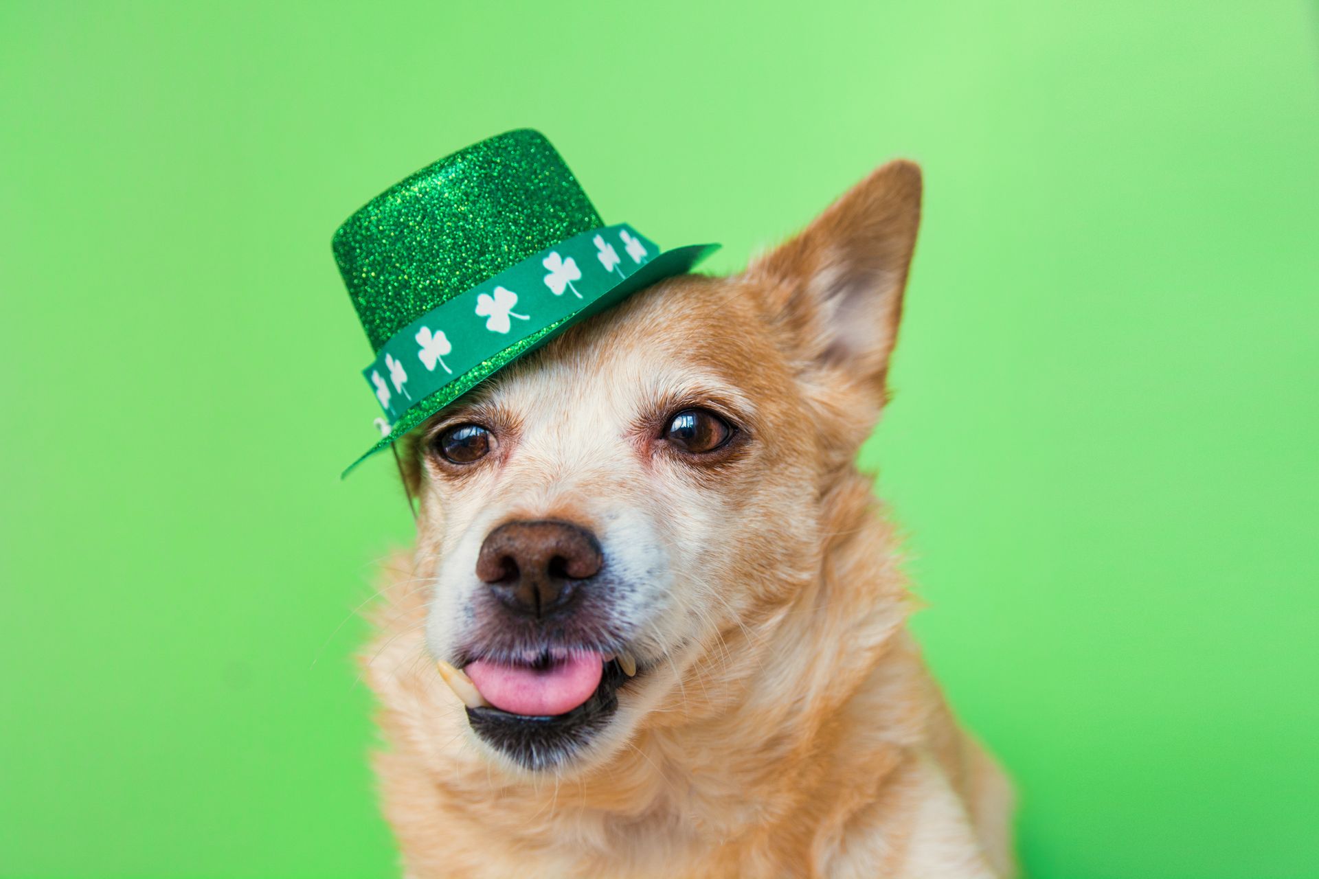 Dog wearing a green St. Patrick’s Day hat on a green background