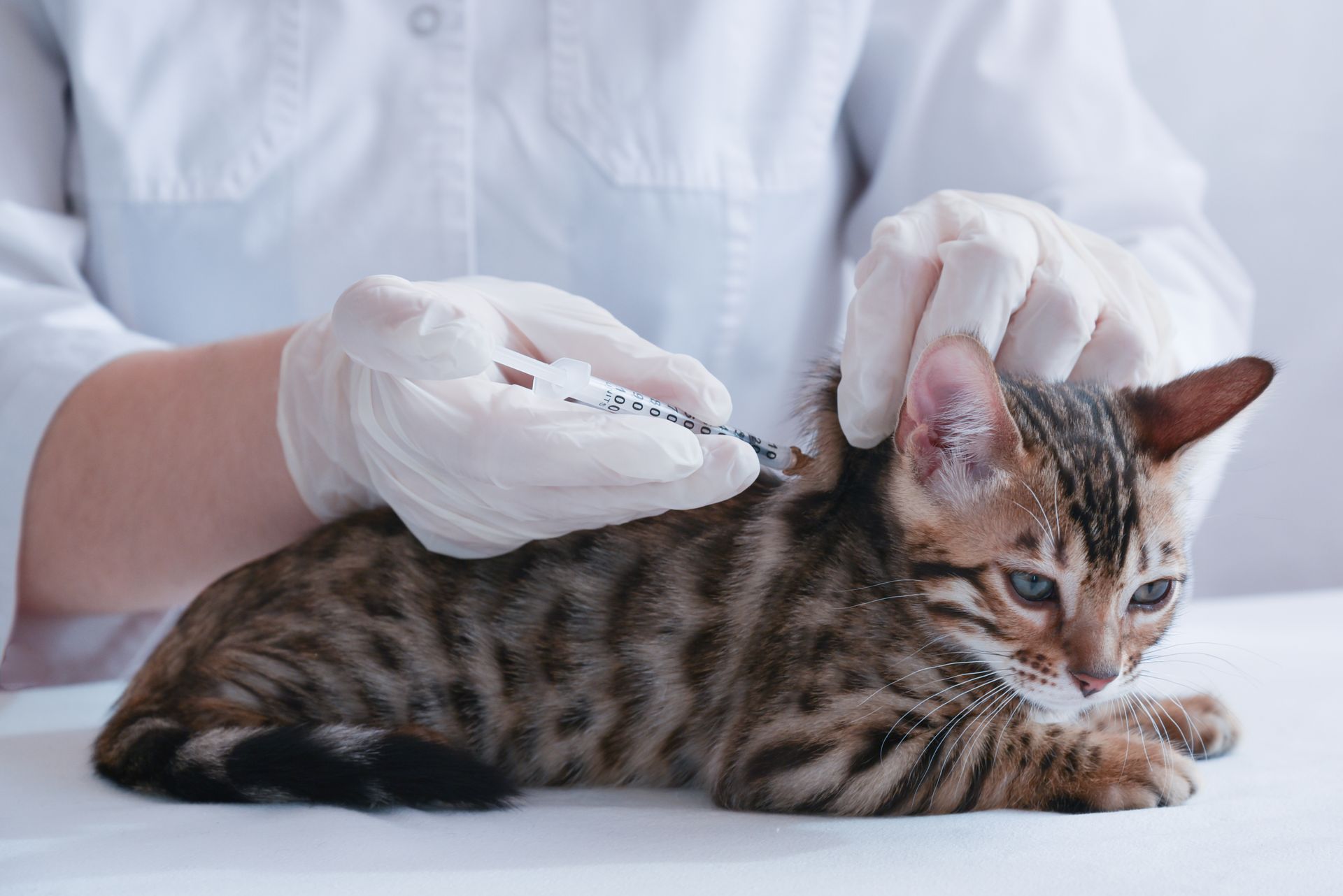 Vet in white gloves giving a kitten an injection