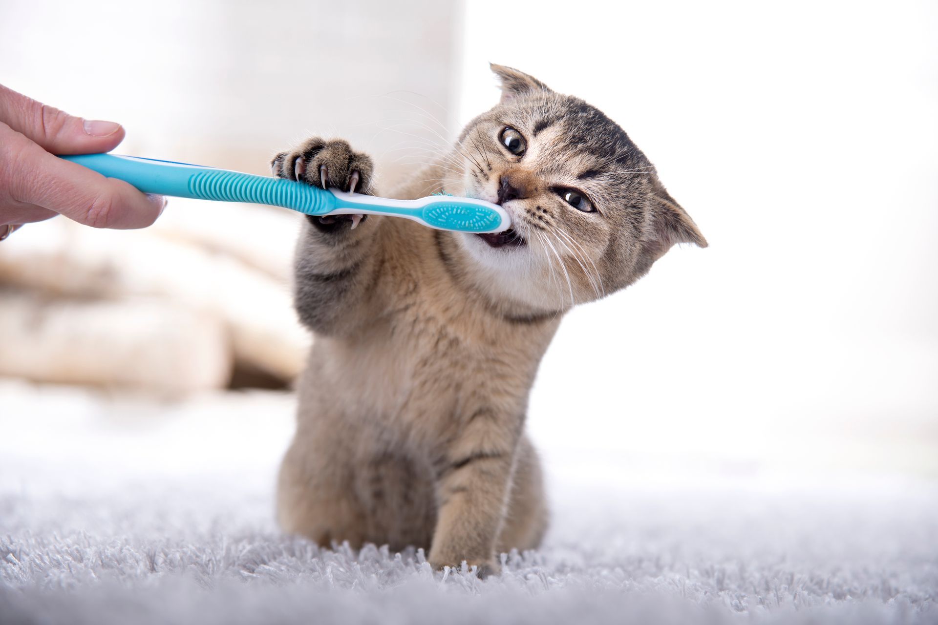 A person holds a blue toothbrush to the mouth of a cat that is playfully biting the brush.