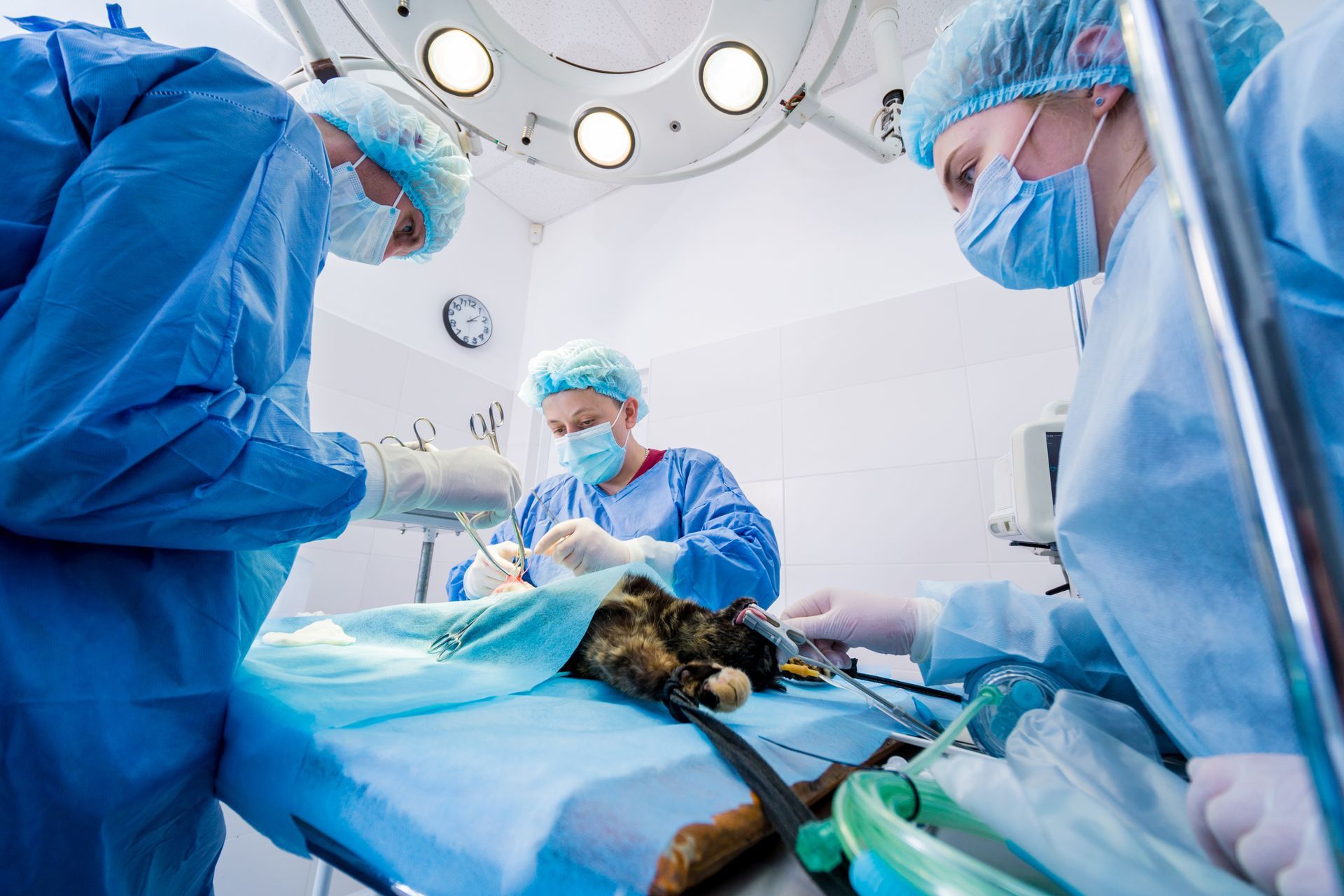Three veterinary surgeons in blue scrubs and masks perform surgery on an animal under bright lights in an operating room.