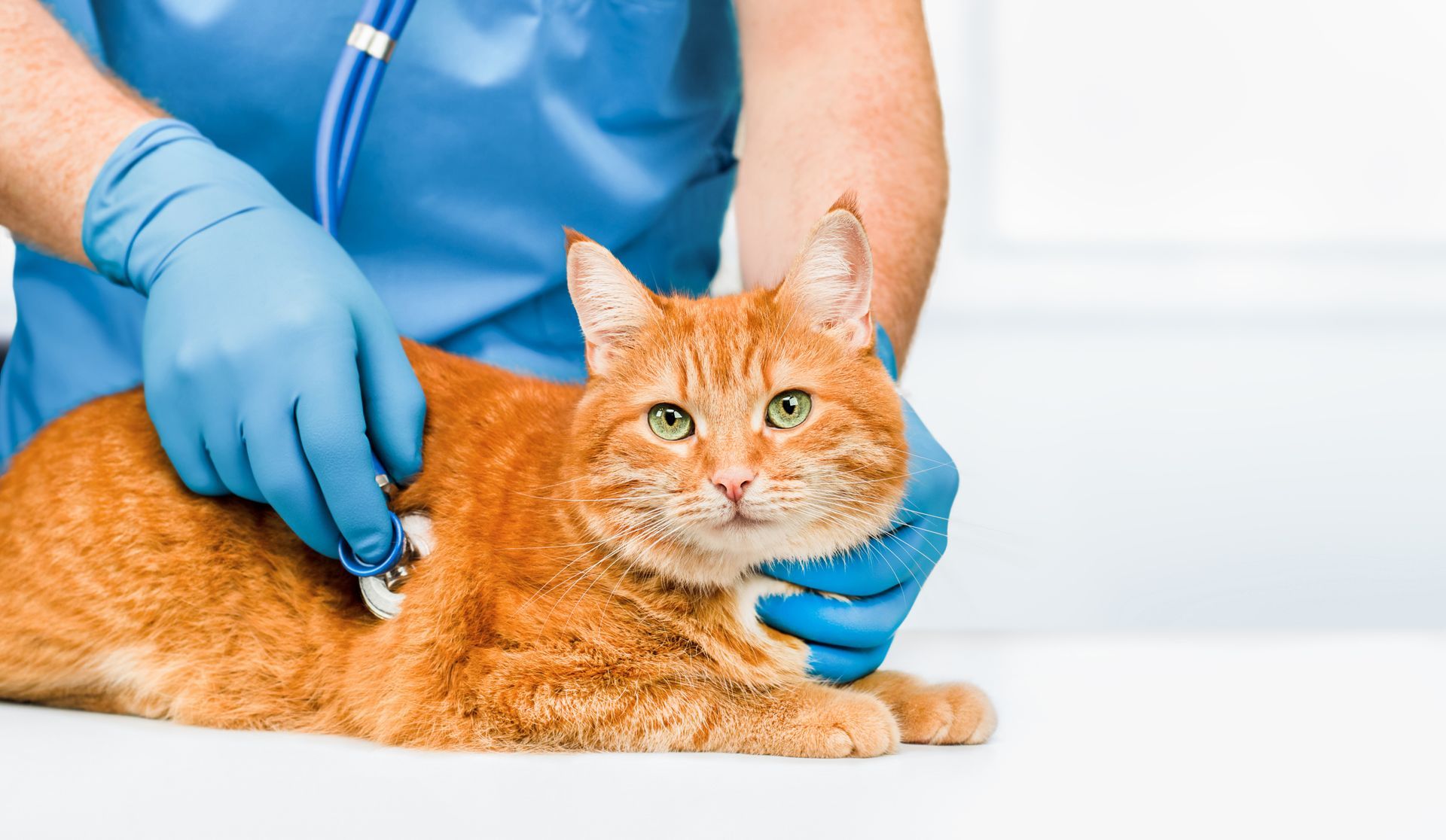 Veterinarian in blue gloves examining an orange cat on a white table